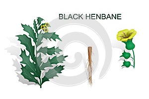 BLACK HENBANE