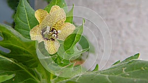 Black henbane, medicine plant with flower