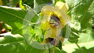 Black henbane, medicine plant with flower