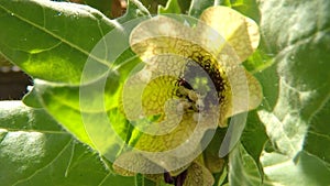 Black henbane, medicine plant with flower