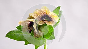 Black henbane, medicine plant with flower