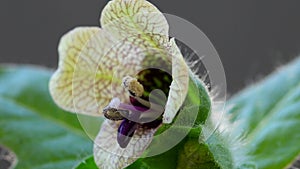 Black henbane, medicine plant with flower