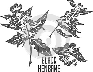 Black henbane plant silhouette vector illustration