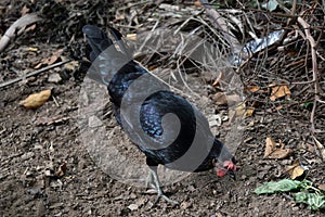 Black hens chicken - animal of wildilfe