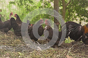 Black hens in the chicken coop