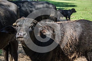 Black herd of cattle on pasture