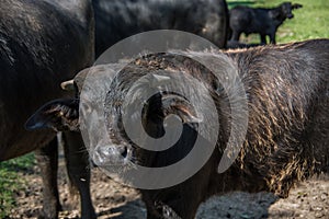 Black herd of cattle on pasture