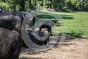 Black herd of cattle on pasture