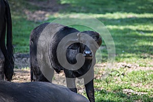 Black herd of cattle on pasture