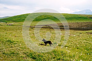 Black herding dog in the pasture on green grass near the hill.
