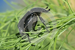 A black hermit beetle on the grass