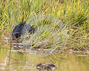 Black Heron