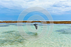 A black heron bird flies over the clear, clean water of the ocean on the popular tourist island of Bali