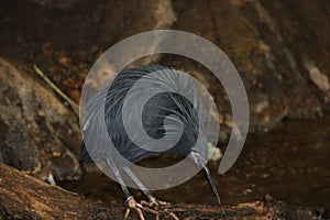 Black Heron Egretta ardesiaca