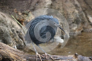 Black Heron Egretta ardesiaca