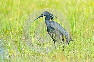 Black heron, Egretta ardesiaca, also known as the black egret, in the nature habitat. Dark bird in water march grass, Moremi, Okav