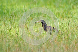 Black heron, Egretta ardesiaca, also known as the black egret, in the nature habitat. Dark bird in water march grass, Moremi, Okav