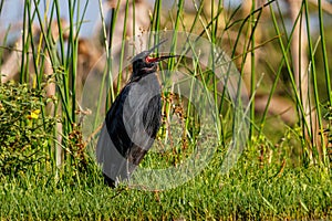 Black Heron Egretta ardesiaca hunting in a lake