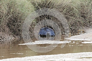 Black heron Egretta ardesiaca or umbrella bird by canopy feeding