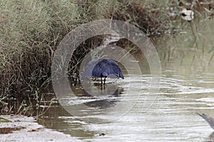 Black heron Egretta ardesiaca or umbrella bird by canopy feeding