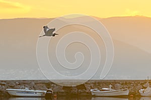 Black heron flying against the sunset and the fishing boats at Nafplio wetland in Greece.