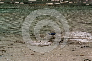 Black Heron hunting for fish in shallow water of Surin island, Thaialnd