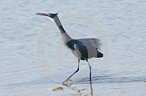 A black heron moving on water