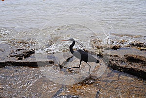 black heron on the seashore