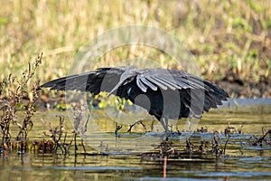 Black heron spreading wings to catch fish photo