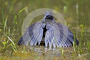 Black heron wading in shallow water