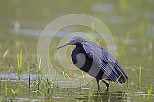 Black heron wading in shallow water