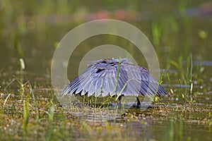 Black heron wading in shallow water