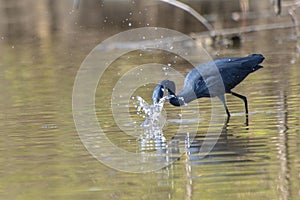 Black heron wading in shallow water Egretta ardesiaca