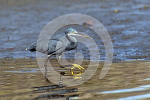 Black heron wading in shallow water Egretta ardesiaca