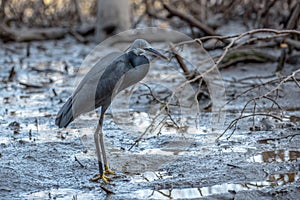 Black heron wading in shallow water Egretta ardesiaca