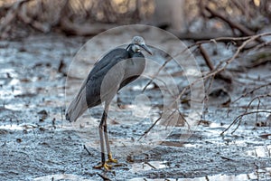 Black heron wading in shallow water Egretta ardesiaca