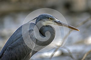 Black heron wading in shallow water Egretta ardesiaca