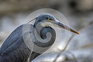 Black heron wading in shallow water Egretta ardesiaca