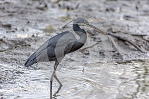 Black heron wading in shallow water Egretta ardesiaca