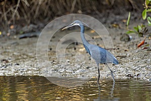 Black heron wading in shallow water Egretta ardesiaca