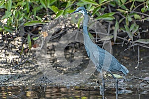 Black heron wading in shallow water Egretta ardesiaca