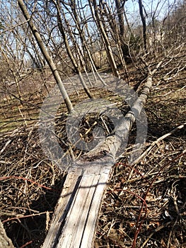 Black hickory tree split by lightening in a wooded area woods or forest