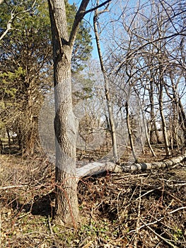 Black hickory tree split by lightening in a wooded area woods or forest