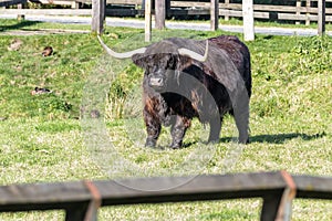 Black highland bull