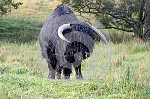 Black Highland Bull