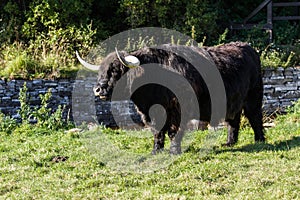 Black highland cow