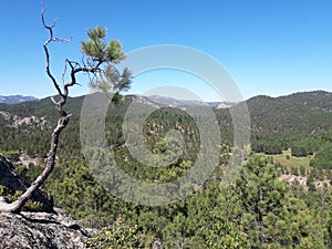 Black Hills South Dakota landscape trees and mountains