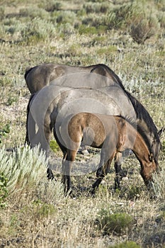 Black Hills Wild Horse Sanctuary,