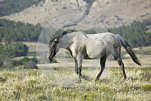 Black Hills Wild Horse Sanctuary, photo