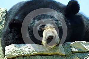 A black Himalayan bear is resting.